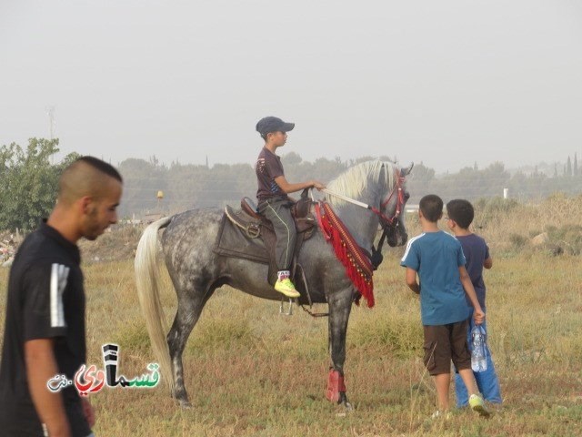 فيديو : فتيان وشباب كفرقاسم في مهرجان الخيول القسماوية في سهل البلدة .. لكن ينقصهم الدعم والرعاية من البلدية  